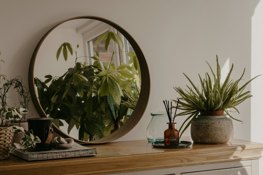 Photo indoor plants